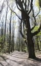 Forêt de Gif-sur-Yvette